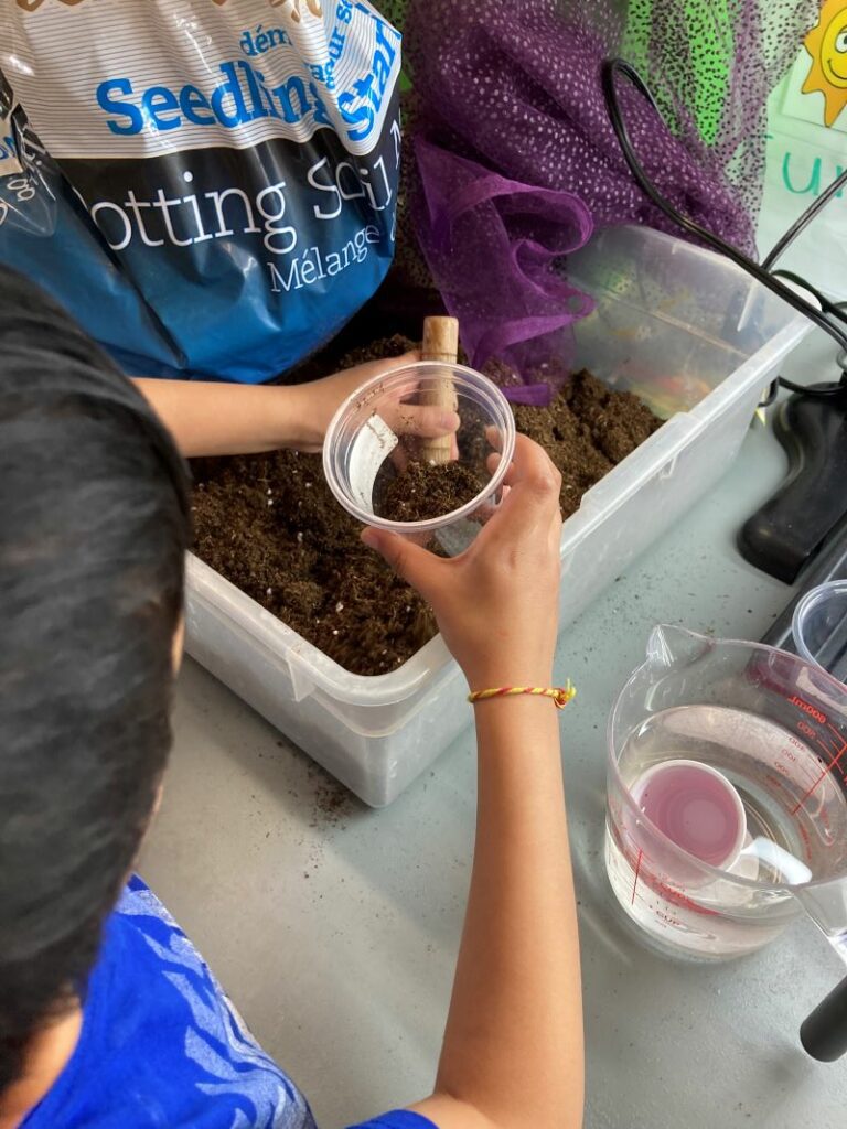 planting beans